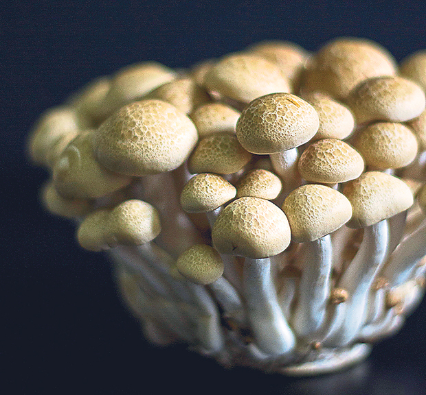 Bunashimeji (also known as brown beech mushroom) has a nutty flavour and firm bite