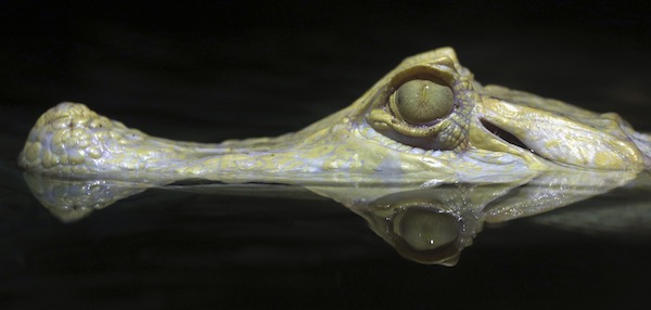 A male albino caiman alligator (caiman crocodilus yacare) called u00e2u20acu02dcBinou00e2u20acu2122 relaxes in the water after receiving acupuncture treatment at Sao Paulo aquarium in Sao Paulo August 13, 2013. u00e2u20acu201d Reuters pic