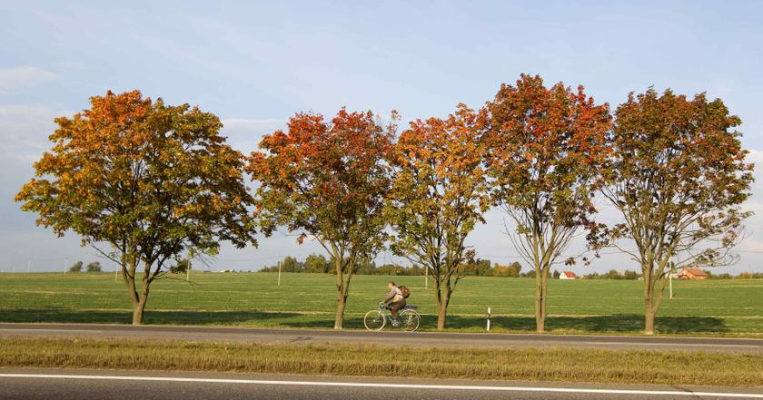 A man rides a bicycle in front of trees with autumn coloured leaves near the village of Ksaverava, some 30 km (18 miles) southeast of Minsk, September 11, 2013.  u00e2u20acu201d Reuters pic