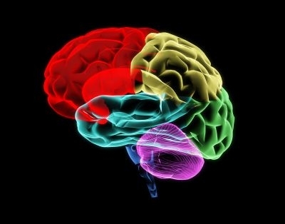 A new 3-D map of the brain aims to offer a new perspective for scientists who want to study everything from Alzheimeru00e2u20acu2122s to Parkinsonu00e2u20acu2122s disease and other disorders. u00e2u20acu201d Picture courtesy of shutterstock.com