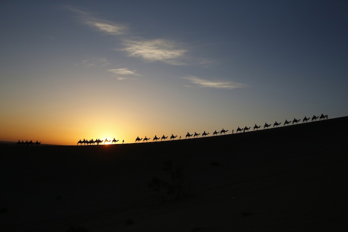Visitors ride camels as sun rises in Dunhuang, Gansu province, July 11, 2013. u00e2u20acu201d Reuters pic
