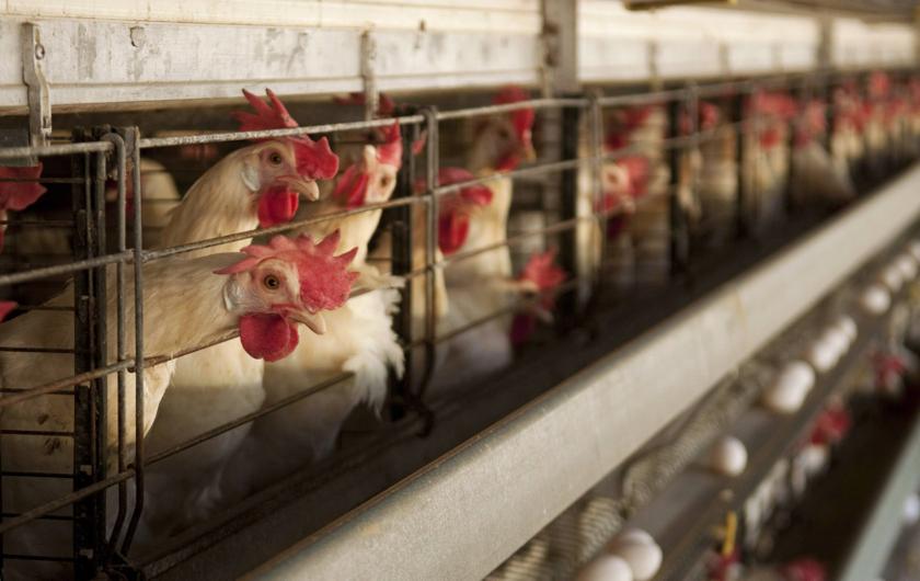 Hens stand in cages as their eggs roll down a chute at a chicken farm that produces some 50,000 eggs per day in Moca June 22, 2013.  u00e2u20acu201c Reuters pic