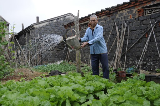 Elderly farmer Wang Kailu waters vegetables at the backyard of his house in Chengmai city. u00e2u20acu201d AFP pic