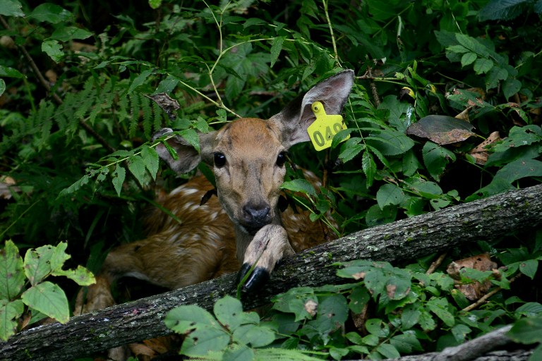 This picture taken on August 26, 2013 shows an injured sika deer, which will be served as food for the Amur tigers, waiting for treatment in Lanjia forest near Wangqing county of Yanji, northeast Chinau00e2u20acu2122s Jilin province. u00e2u20acu201d AFP pic