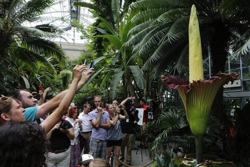 Vistors to the US Botanic Garden view the large rainforest plant known as Titan Arum, or u00e2u20acu02dccorpse floweru00e2u20acu2122 July 22, 2013 in Washington, DC. u00e2u20acu201d Reuters pic