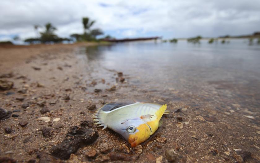 A dead fish washed ashore is seen in Keehi Lagoon after a massive molasses spill from a Matson cargo ship in Honolulu, Hawaii, September 12 ,2013. u00e2u20acu201d Reuters pic