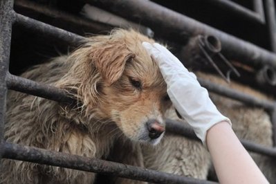 A Chinese animal lover rescues a sick dog after a convoy of trucks carrying some 500 dogs to be sold as meat, were stopped along a highway in Beijing. u00e2u20acu201d AFP pic