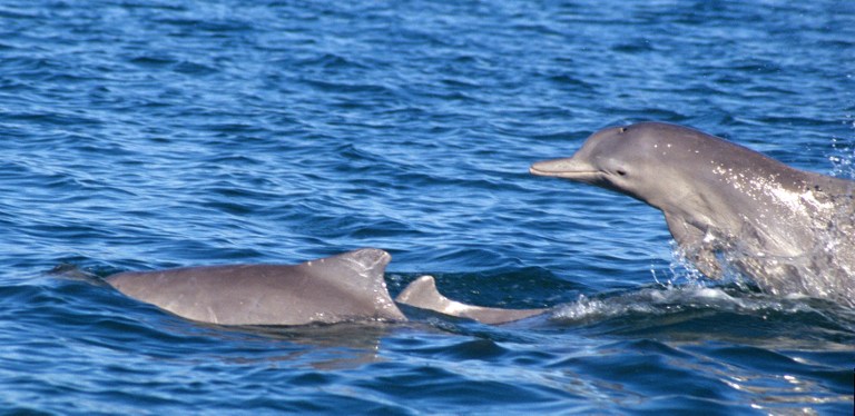 This undated picture released by Guido J. Parra of Flinders University on October 31, 2013 shows Australian humpback dolphins swimming off the coast of northern Australia. u00e2u20acu201d AFP pic
