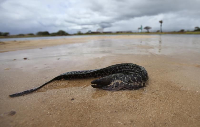 An eel that washed ashore tries to get back to the water in Keehi Lagoon after a massive molasses spill from a Matson cargo ship in Honolulu, Hawaii, Sept 12 ,2013. u00e2u20acu201d Reuters pic