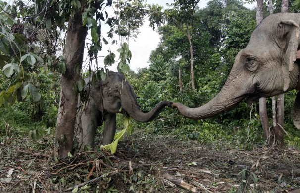Trained elephant Cek Mek, right, makes the first contact with a newly captured wild elephant at a forest in Kota Tinggi, Malaysia, before its relocation to the Kuala Gandah Elephant Orphanage Sanctuary in Pahang. u00e2u20acu201d Reuters pic