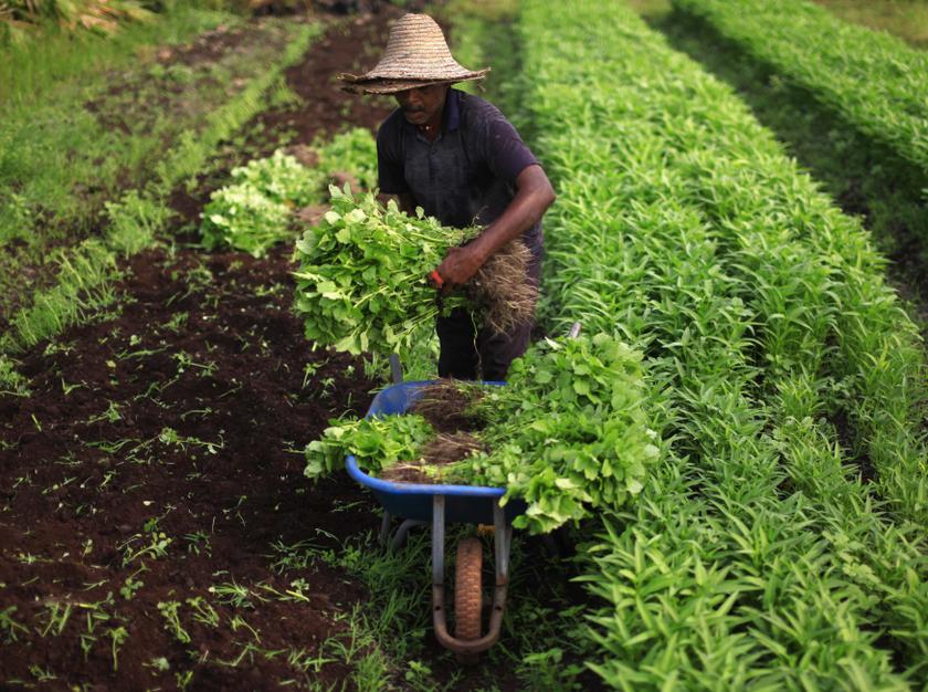 A farmer lifts vegetable at his farm in Klang outside Kuala Lumpur February 12, 2014. u00e2u20acu201d Reuters pic