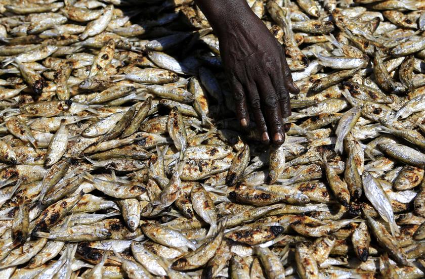 A woman lays fish out as she prepares to smoke them in Panyimur fishing village, some 398 km (247 miles) north of Uganda's capital Kampala November 30, 2013. u00e2u20acu201d Reuters pic