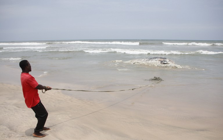 A bystander pulls at a rope tied to a dead whale on September 5, 2013 in Kokrobite, a coastal village just outside Accra. AFP pic