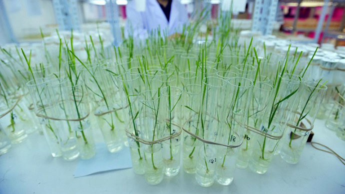 GM golden rice has been modified to contain beta carotene, a source of vitamin A. u00e2u20acu201d AFP pic