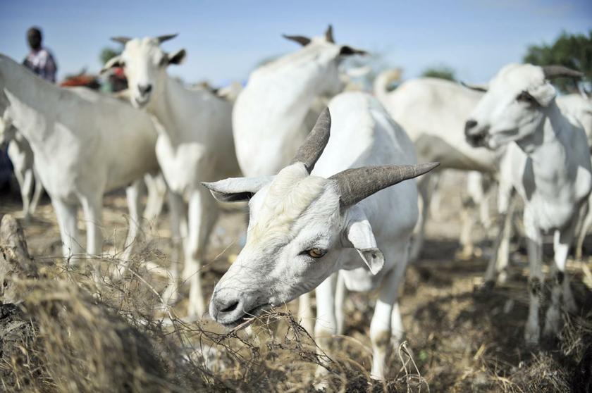 Goats have replaced lawnmowers in a suburban Tokyo complex. u00e2u20acu201d AFP pic