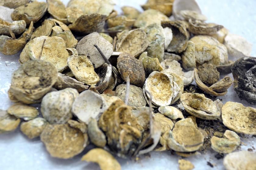 5,000-year-old shell remnants from the archaeological site of Guar Kepah. — Picture by K.E. Ooi