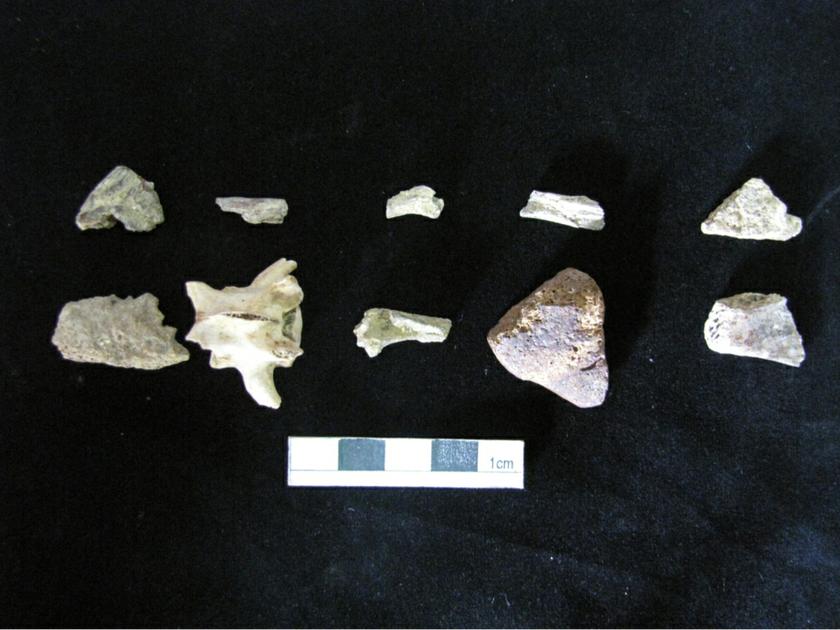 Artefacts found during excavation works at Guar Kepah. u00e2u20acu201d Picture courtesy of USMs Centre for Global Archaeological Research Malaysia