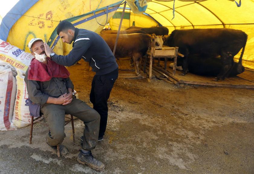 A man shaves another man next to cattle, which will be slaughtered during next weeku00e2u20acu2122s Eid al-Adha holiday, at a market in Ankara October 11, 2013. u00e2u20acu201d Reuters pic