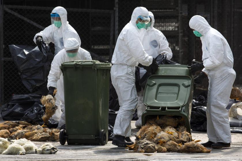 Health workers pack dead chickens into trash bins at a wholesale poultry market in Hong Kong January 28, 2014. u00e2u20acu2022 Reuters pic