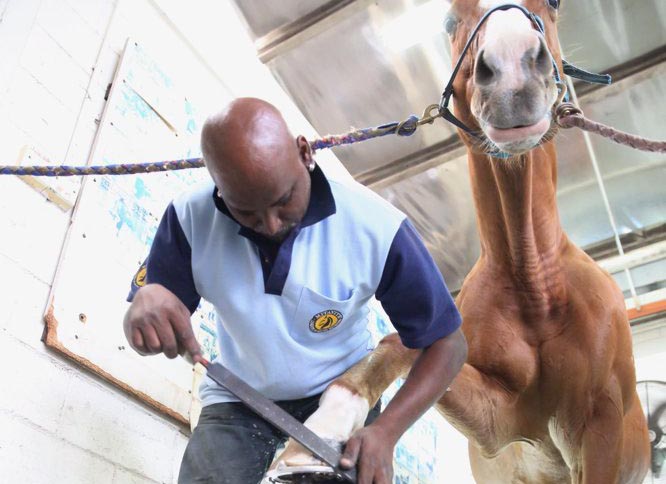 Stanton is getting his hoof trimed and filed by Murugan, the turf club's farrier.