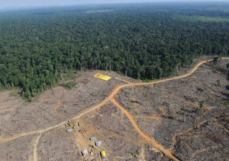 This file photo taken on August 5, 2010 during an aerial survey mission by Greenpeace shows logging concession in Jambi province located in Sumatra island. u00e2u20acu201d AFP pic