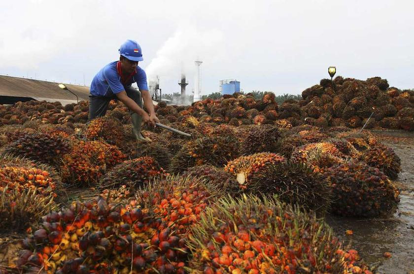 A worker unloads palm fruit at a local palm oil factory in Langkat in Indonesiau00e2u20acu2122s north Sumatra province in this file photo taken October 31, 2012. u00e2u20acu201d Reuters pic