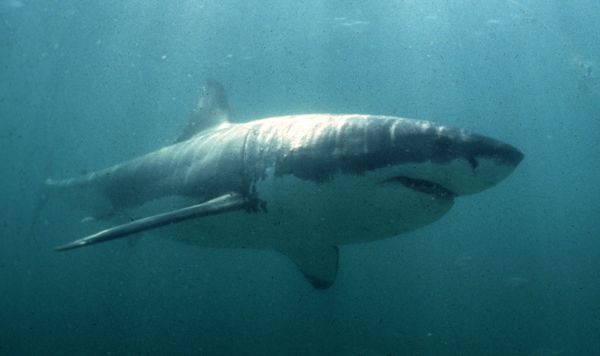 Great white shark, Australia Reuters
