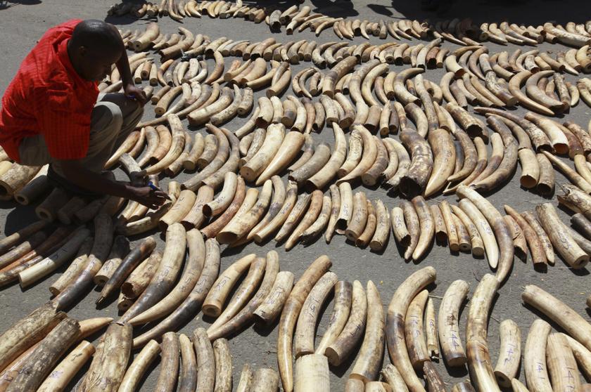 A Kenyan wildlife ranger inscribes markings on the 775 elephant tusks, weighing around 1300kg, that was seized by the port police at the container terminal destined for Malaysia in the coastal town of Mombasa July 3, 2013. u00e2u20acu201d Reuters pic