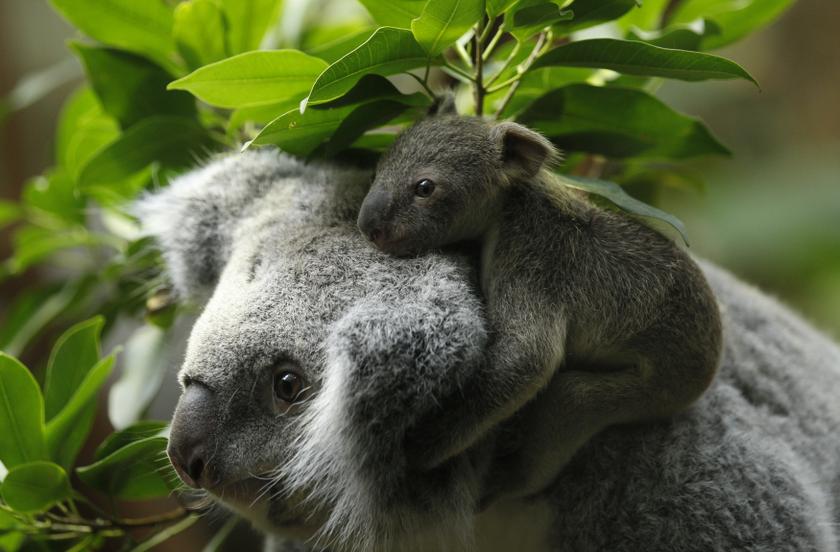 A koala joey hangs on his mother Eola after a weighing procedure at the zoo in the western German city of Duisburg January 22, 2014. u00e2u20acu201d Reuters pic