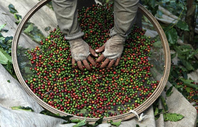 A worker selects coffee beans during a harvest at a farm in Espirito Santo do Pinhal, 200 km east of Sao Paulo, May 18, 2012 Reuters pic