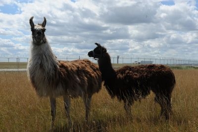 Two llamas used to keep the grass cut at Chicago's O'Hare airport are seen on August 13, 2013. u00e2u20acu201c AFP pic