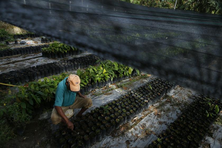A worker is seen at a cocoa farm in Klang October 7, 2013. u00e2u20acu201d Reuters pic