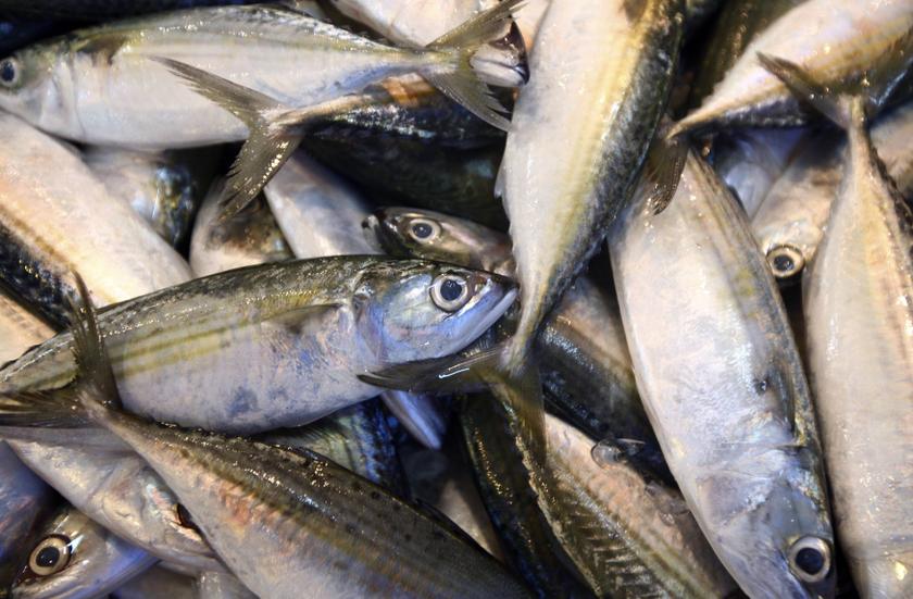 ‘Ikan rakyat’ refers to six species of fish commonly consumed by Malaysians that included the kembung (pictured), pelaling, selayang, kerisi, cencaru and selar. — Reuters pic