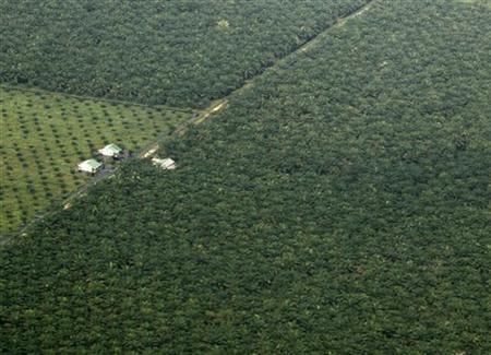 Aerial view of a palm oil plantation in Pelalawan, Indonesia's Riau province, November 9, 2009 Reutersf