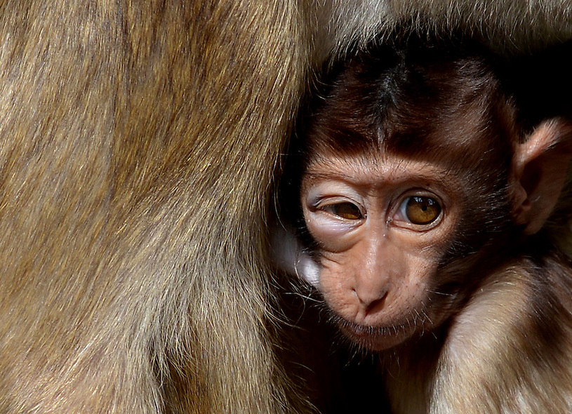 An increasing number of shrimp farms, coupled with the associated deforestation, is thought to be behind a surge in monkeys venturing into built-up areas. u00e2u20acu201c AFP pic