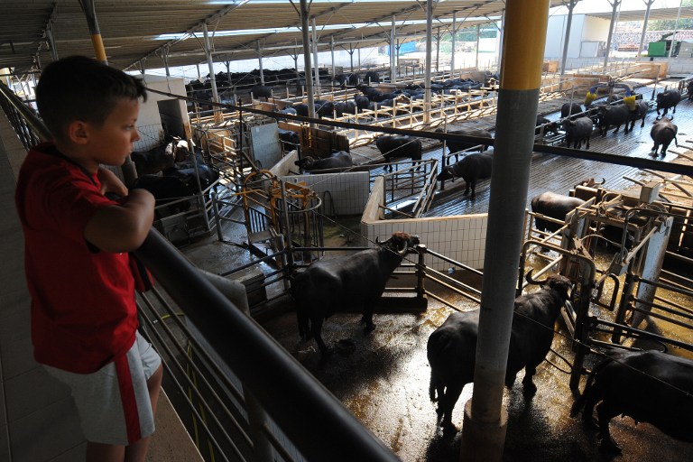 A boy looks at water buffaloes at the Tenuta Vannulo dairy farm in Capaccio on September 3, 2013. — AFP pic