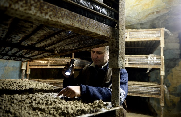 Mushroom grower Angel Moioli, 52, uses a torch to inspect his cultures on February 27, 2013 in Montesson, outside Paris. u00e2u20acu201d AFP pic