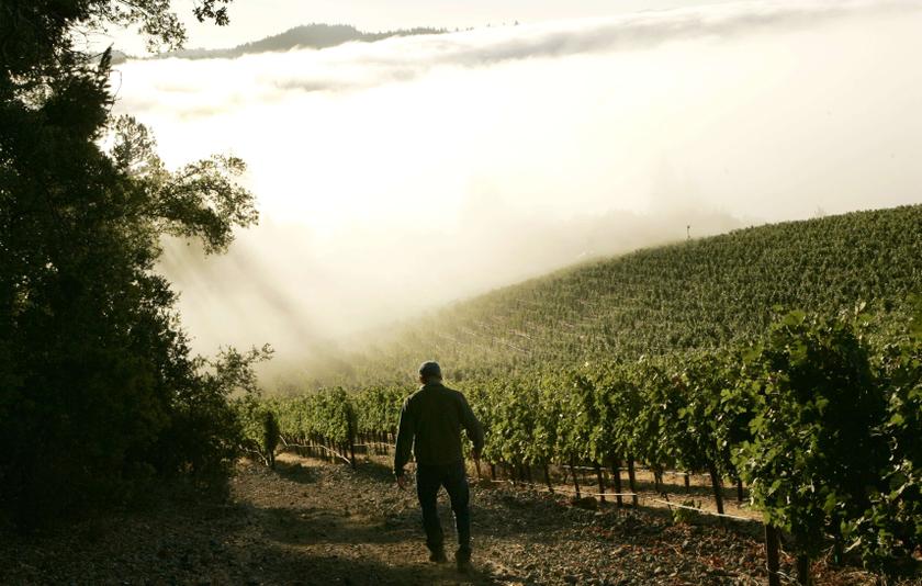 Bruce Cakebread, president and COO of Napa Valley winery Cakebread Cellars, heads to a vineyard shrouded in fog during the wine harvest season in Rutherford, California in this file photo from September 12, 2008. u00e2u20acu201d Reuters pic