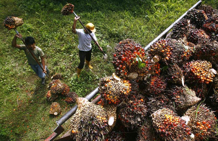 Workers load palm fruits onto a truck at a plantation. – Reuters pic