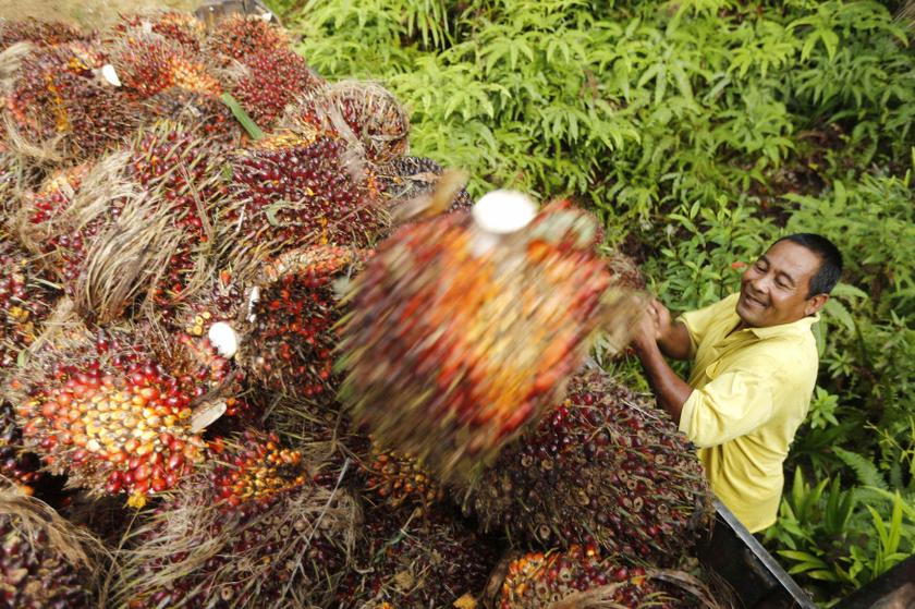 A worker loads oil palm fruit into a lorry at a local palm plantation in Shah Alam outside Kuala Lumpur in this November 21, 2013 file photo. u00e2u20acu201d Reuters pic