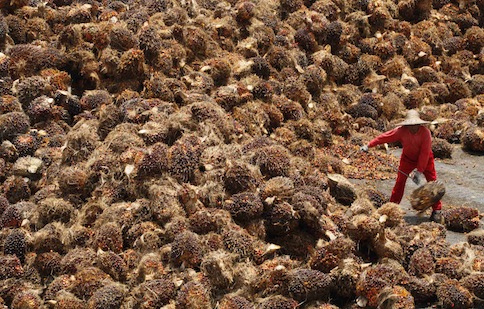 A worker selects oil palm fruits at a palm oil factory in Sepang outside Kuala Lumpur in this March 9, 2011 file photo. u00e2u20acu201d Reuters pic 