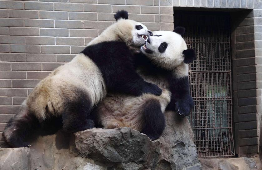 Two-year-old giant panda twins play inside a zoo in Hangzhou, Zhejiang province, November 27, 2013. u00e2u20acu2022 Reuters pic