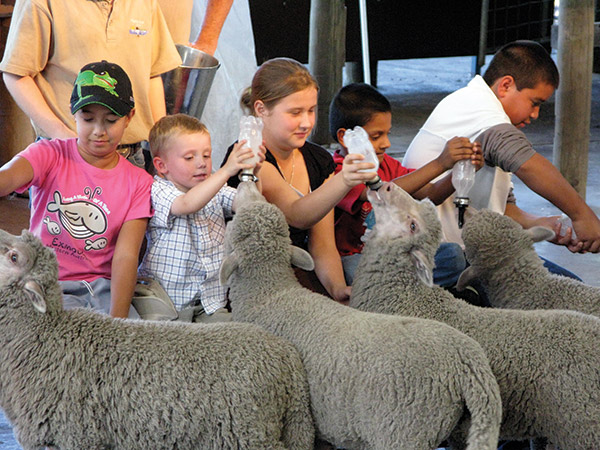 Kids feeding sheep at Caversham Wildlife Park