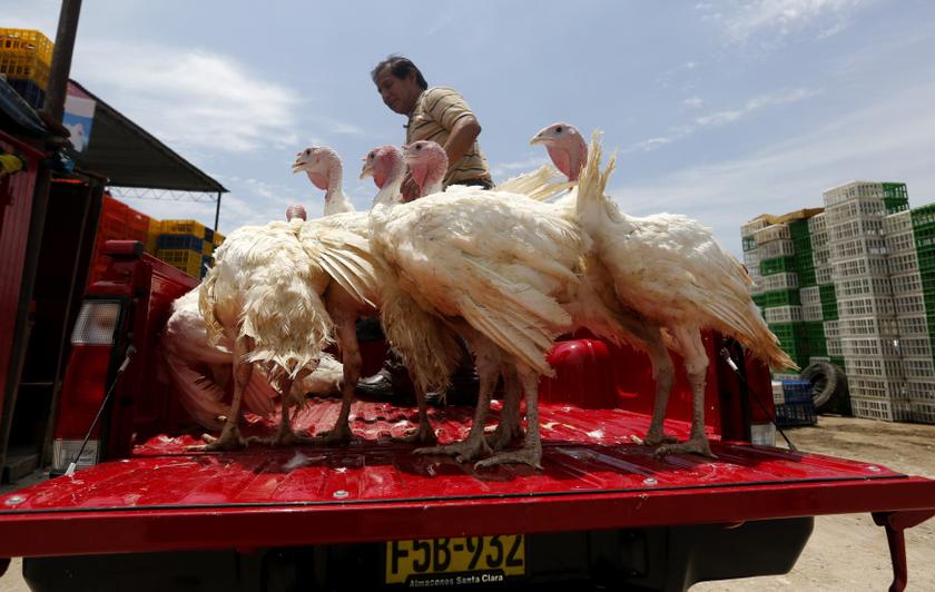 A man carries stands with turkey on a vehicle at a poultry market at Ate district in Lima, December 23, 2013. Peruvians traditionally cook turkey for Christmas Eve. u00e2u20acu201d Reuters pic