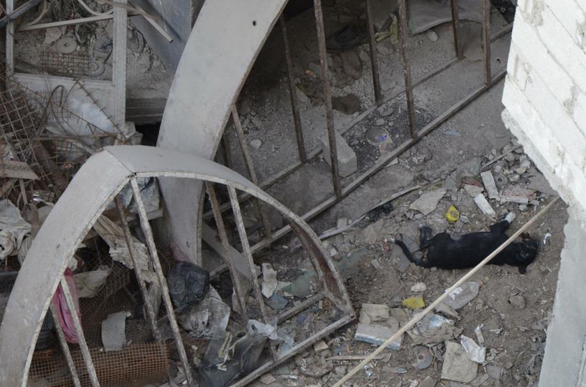 A dead dog is seen at a site hit by what activists said was a gas attack in the Damascus suburb of Ain Tarma, August 21, 2013. u00e2u20acu201d Reuters pic