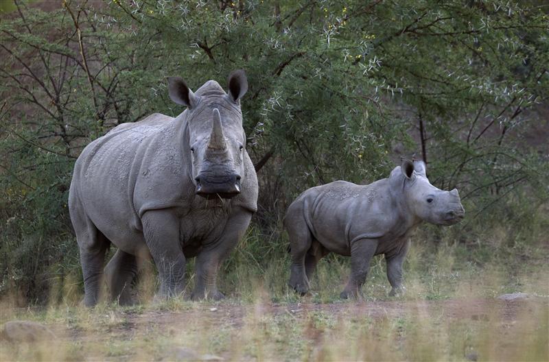 A White Rhino and her calf walk in the dusk light in Pilanesberg National Park in South Africau00e2u20acu2122s North West Province April 19, 2012. u00e2u20acu2022 Reuters pic