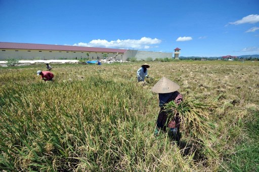 File photo of Acehnese farmers harvesting rice in Banda Aceh. u00e2u20acu201d AFP pic