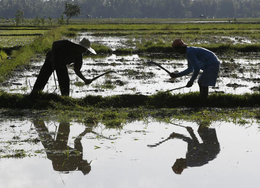 Farmers till the soil at a rice paddy as they prepare to plant rice seedlings in Gloria, Oriental Mindoro in central Philippines, November 28, 2013. u00e2u20acu201d Reuters pic