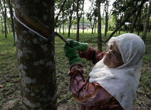A woman taps a rubber tree at a plantation in Kuala Nerang, in northeastern state of Kedah, in this September 14, 2009 file photo. u00e2u20acu201d Reuters pic