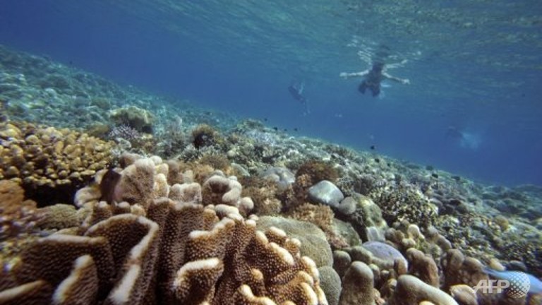 Malaysia's east coast islands are a popular dive destination. u00e2u20acu201d AFP pic